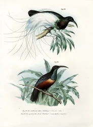 Paradiesvogel, 1864